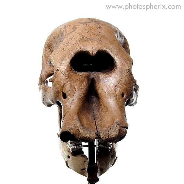 Mastodon Skull 360 product spin | PhotoSpherix